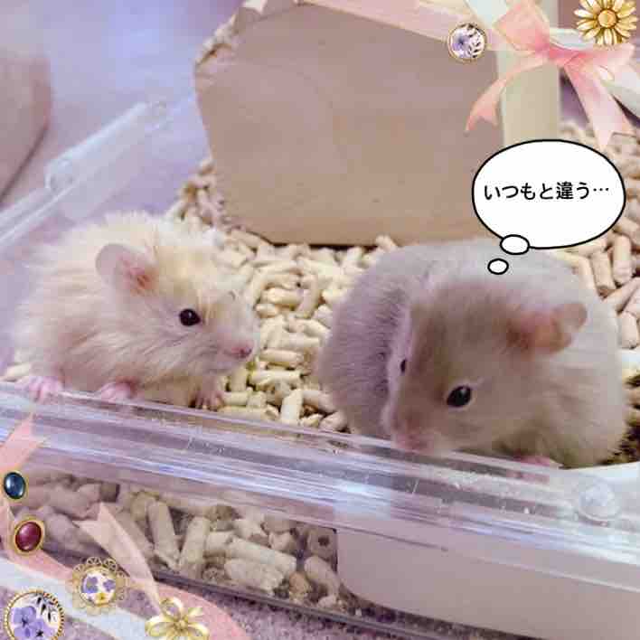 ツーウェイ ペットハウスウインク川内店のブログ ツーウェイ ペットハウスウインク川内店のブログ