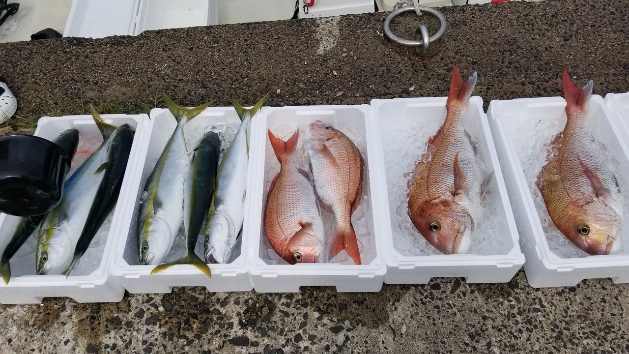 釣れた魚を売るには 会社員たまに漁師 釣れた魚を売るには 会社員たまに漁師
