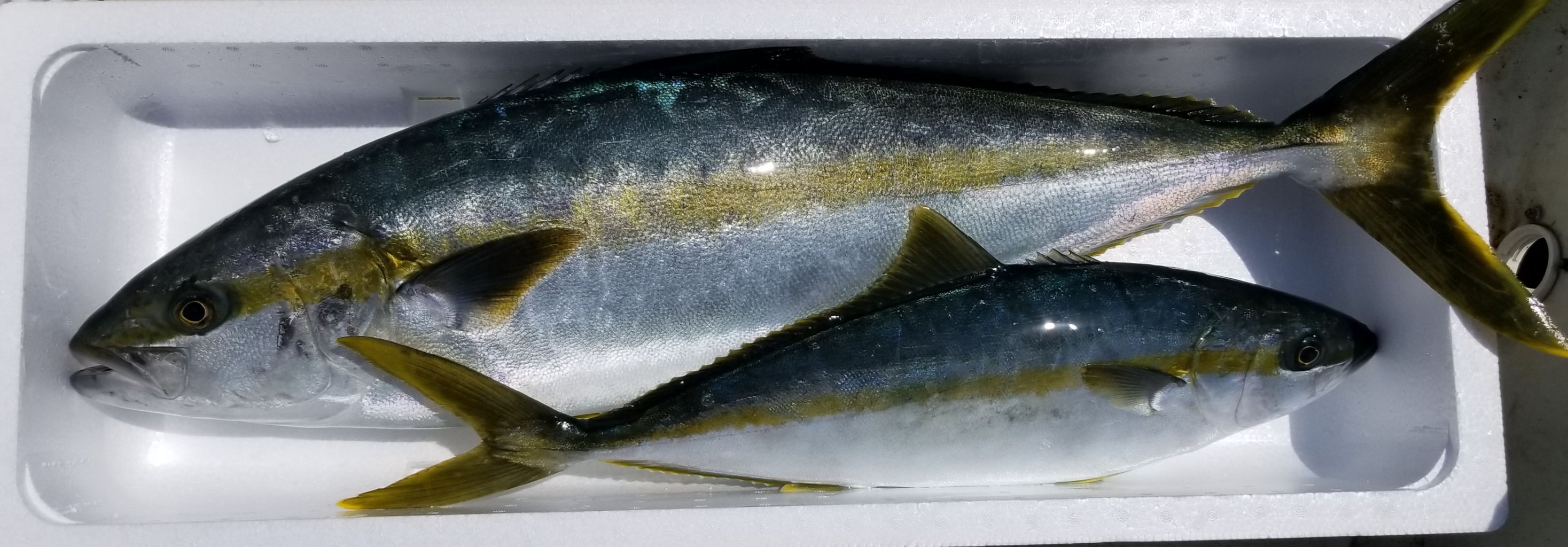 釣れた魚を売ってみた 4月22日出荷分 平成最後は想像以上の値段に 会社員たまに漁師