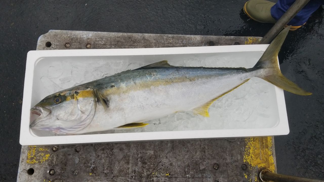 釣れた魚を売るには 会社員たまに漁師