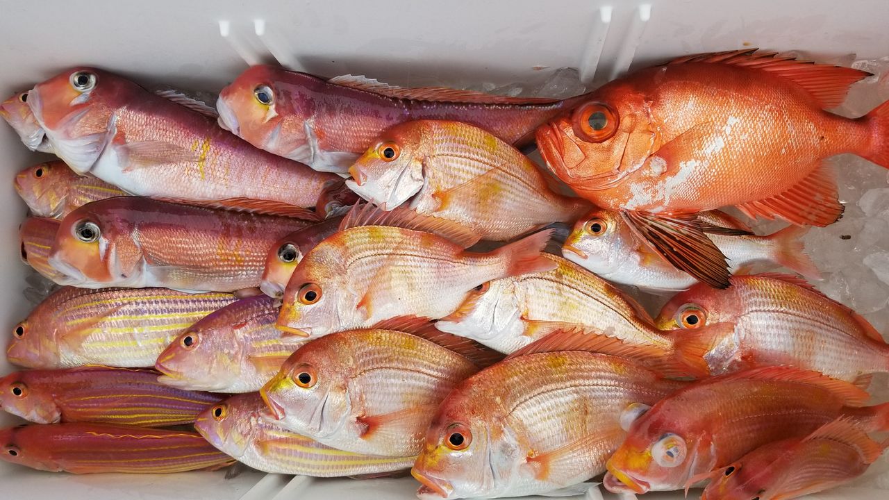 5月1日 令和初釣行 甘鯛釣りに行ってみた 会社員たまに漁師