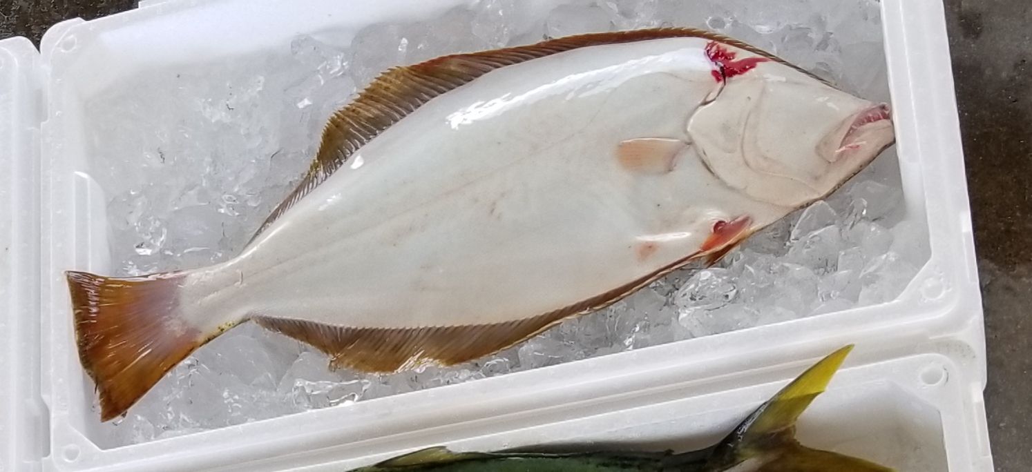 魚には向きがある 料理も出荷も 会社員たまに漁師 魚には向きがある 料理も出荷も 会社員たまに漁師