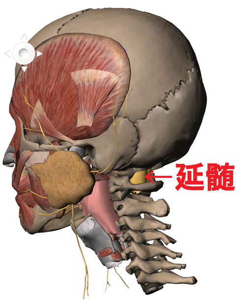 延髄