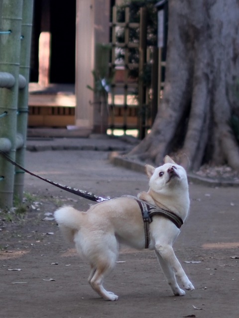 かぶカラス