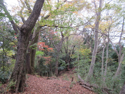 IMG_8558落ち着きのある山道