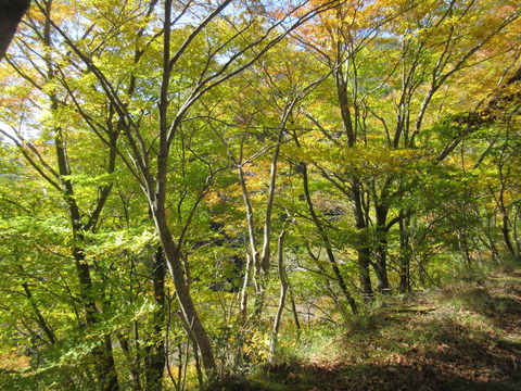 IMG_7612道路脇紅葉