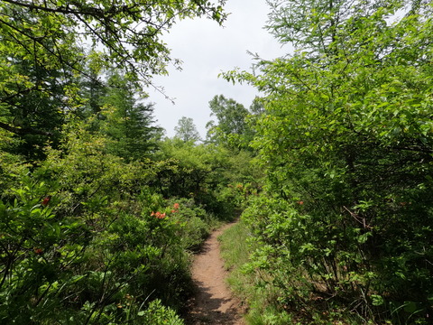 GOPR0399緑の登山道