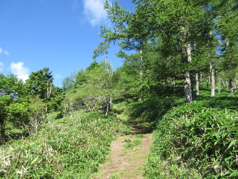 IMG_8173夏の登山道