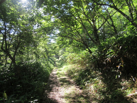 IMG_8166美しい森