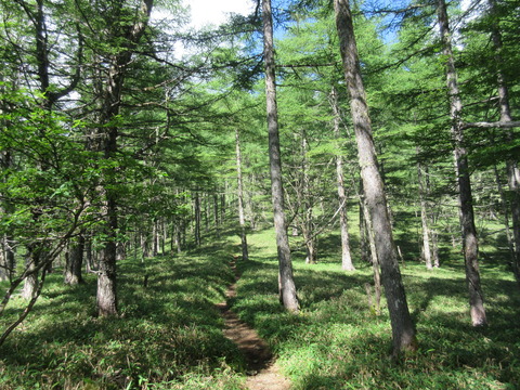 IMG_8182美しい森林