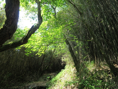 IMG_8027笹に覆われた道