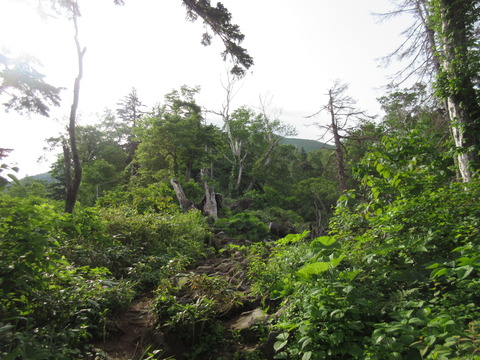 IMG_5965緑が多い