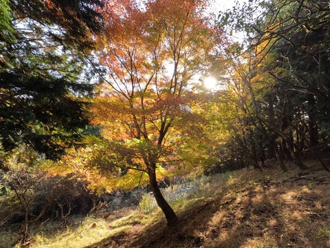 GOPR1040岳ノ台登山道の紅葉