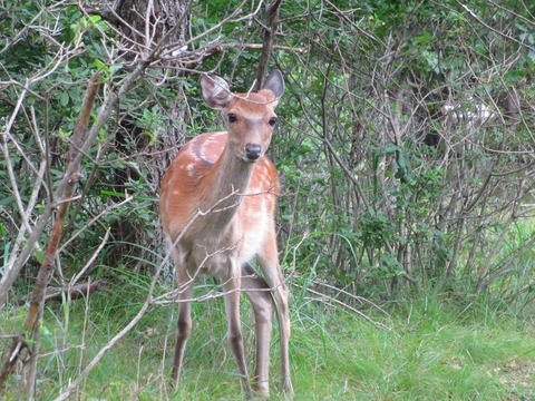 IMG_1759 a Japasese deer