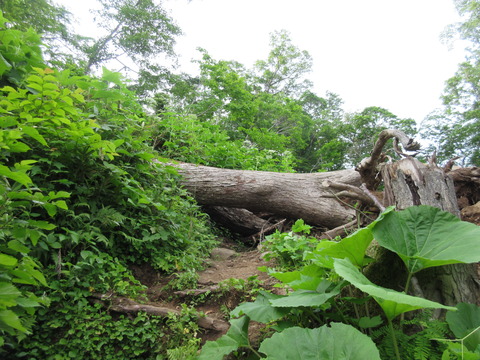 IMG_5961倒木が多い
