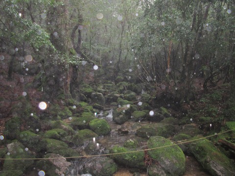 IMG_1829白谷小屋横のコケ石