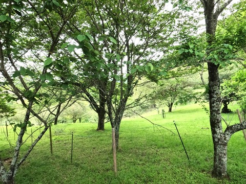 GOPR1400登山道脇