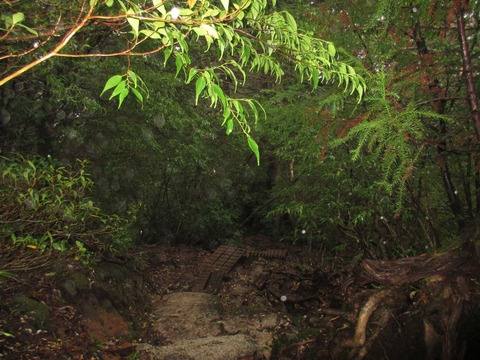 IMG_1800縄文杉へ