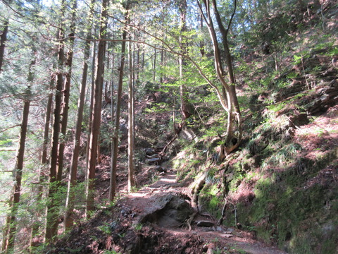 IMG_3063沢沿いの樹林帯