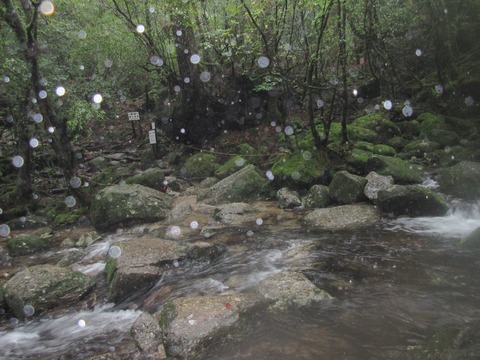 IMG_1832水浸しの登山道