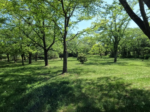 GOPR1488公園の緑