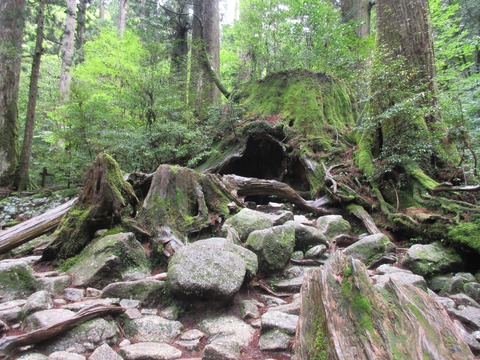 IMG_1814ウィルソン株