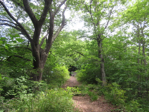 IMG_7398三国山山頂手前