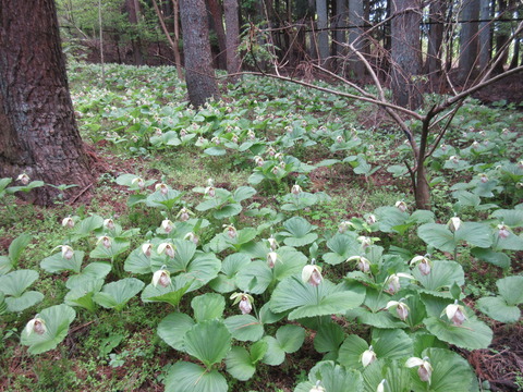 IMG_8014クマガイソウ