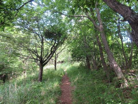 IMG_7390新緑の山道