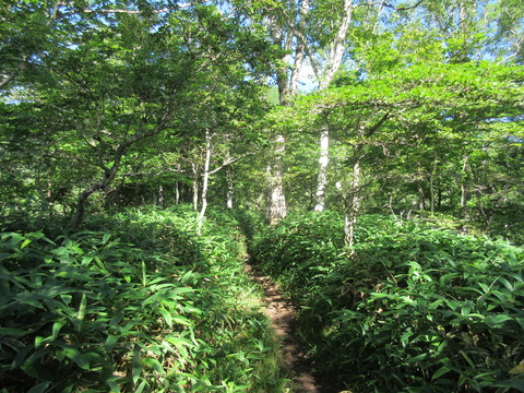 IMG_8172夏の登山道