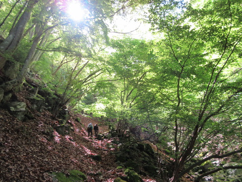 IMG_7982朝陽と新緑