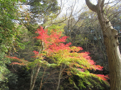 IMG_8583七沢公園の紅葉