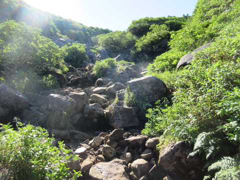 IMG_2233分岐から十勝岳への登山道