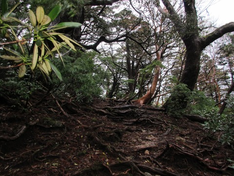 IMG_1798新高塚小屋から縄文杉への道
