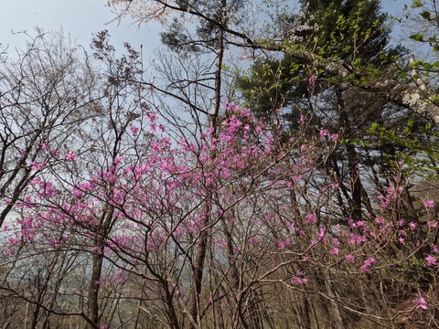 GOPR0796山の花
