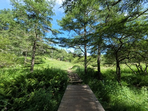 GOPR0941入笠湿原へ