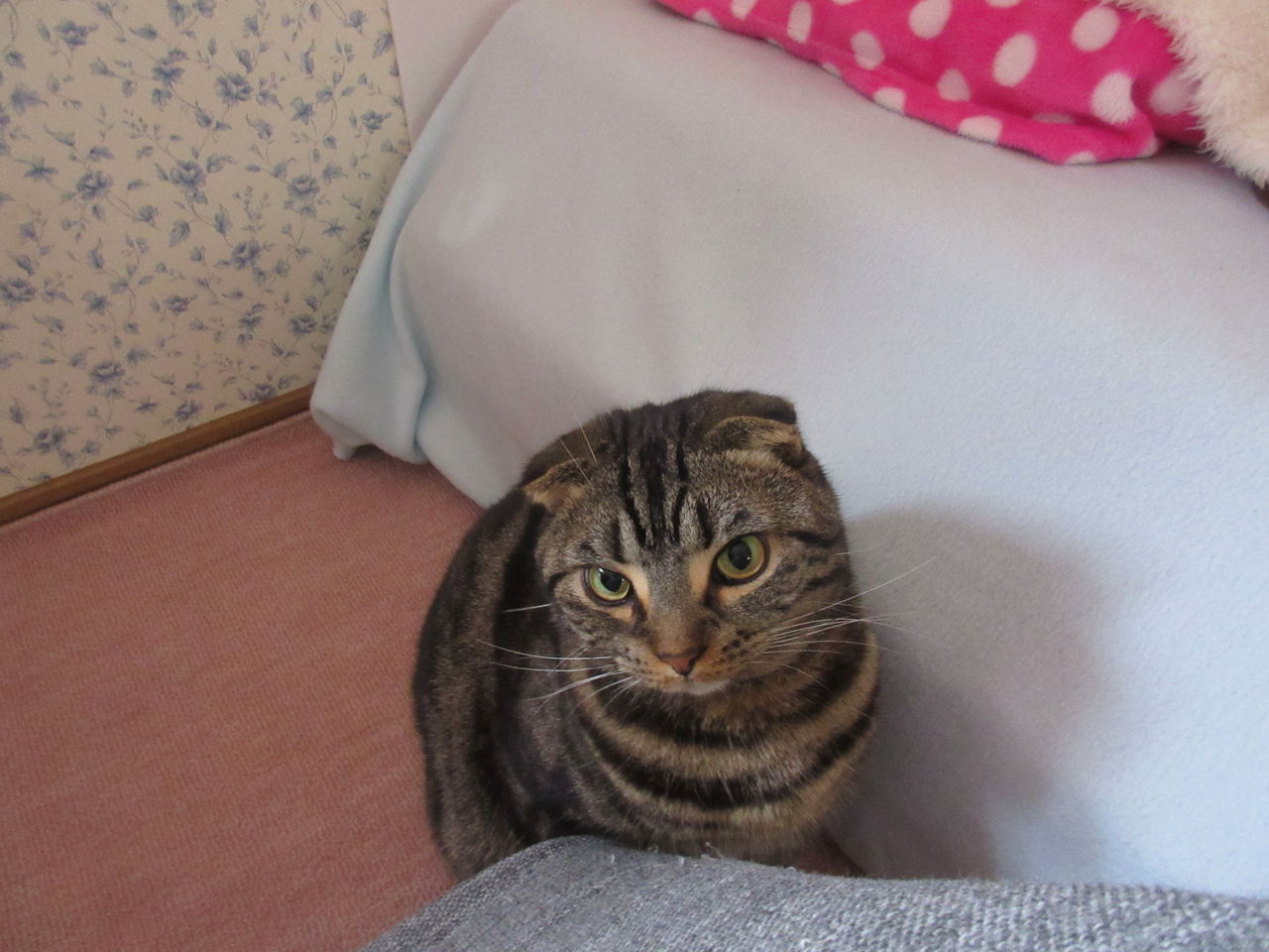 今日の看板猫 オーストラリアの美容室に勤務し ひざ掛けの代わりに 今日の看板猫 オーストラリアの美容室に勤務し ひざ掛けの代わりに