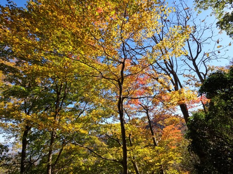 GOPR0140高畑山コースの紅葉