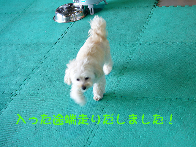 もふ