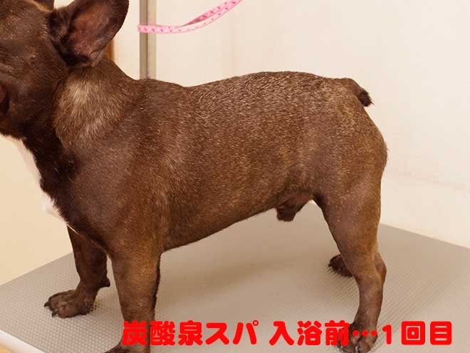 ムックちゃん1回目入浴前