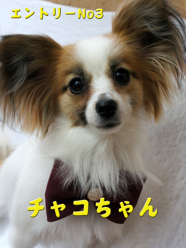 チャコちゃん