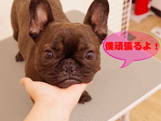 ムックちゃん入浴終わり