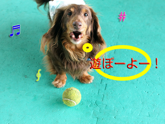 チョコ