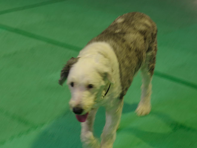 大型の看板犬達がドッグランに集合 アグーちゃん団体行動できません トリミングサロン ワイズドギー 射水大島店 スタッフブログ 大型の看板犬達がドッグランに集合 アグーちゃん団体行動できません トリミングサロン ワイズドギー 射水大島店 スタッフブログ