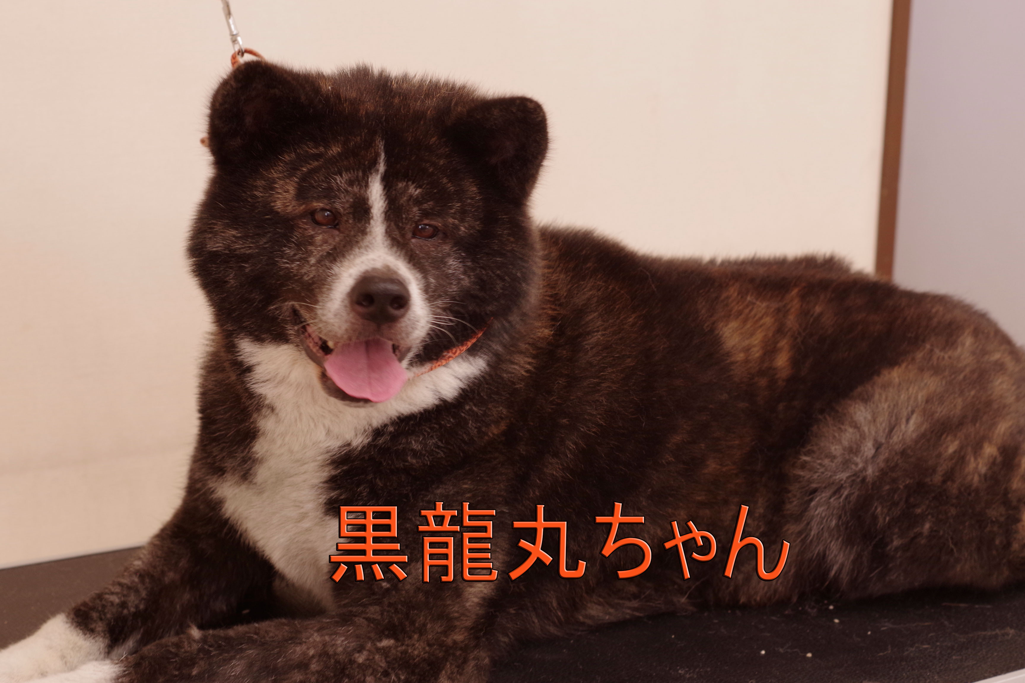 ワイズドギーでマイクロ シャンプー 秋田犬の黒龍丸ちゃん トリミングサロン ワイズドギー 射水大島店 スタッフブログ ワイズドギーでマイクロ シャンプー 秋田犬の黒龍丸ちゃん トリミングサロン ワイズドギー 射水大島店 スタッフブログ