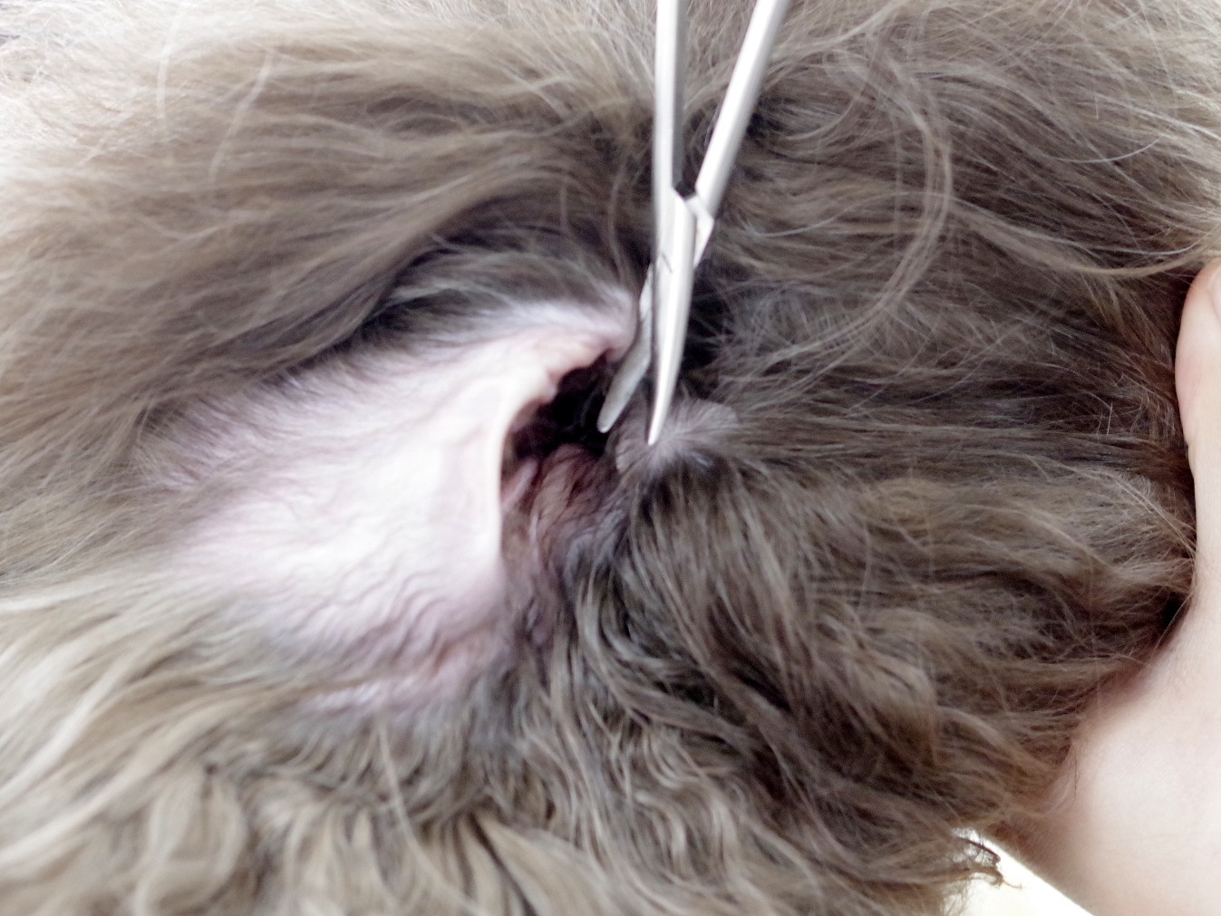 耳毛を抜かないで わんちゃんのお耳のお手入れ 切る トリミングサロン ワイズドギー 射水大島店 スタッフブログ