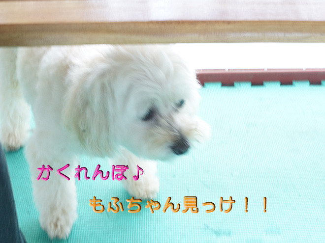 もふ2