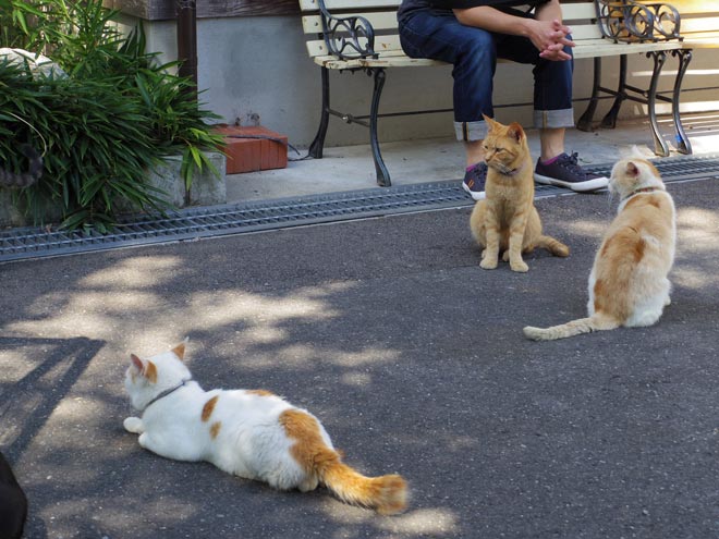 猫1