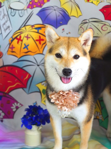 こはるちゃん(柴犬)