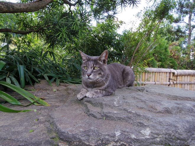 猫19